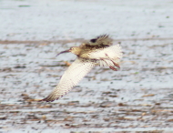 Curlew seen on the Birdwatching Group's Avocet Cruise