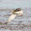Curlew seen on the Nature Group's Avocet Cruise