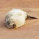 Common Seal seen on the Nature Group's Avocet Cruise